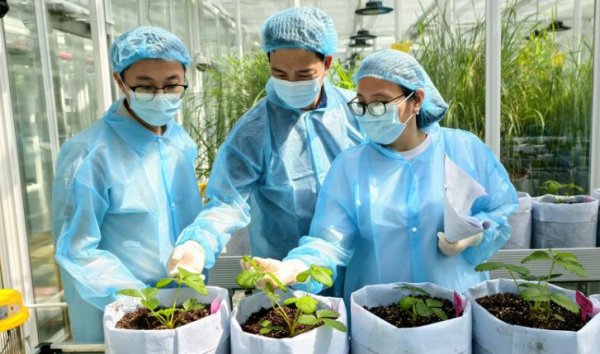 股票配资学 行进中国|一株日本草莓苗的“中国游记”